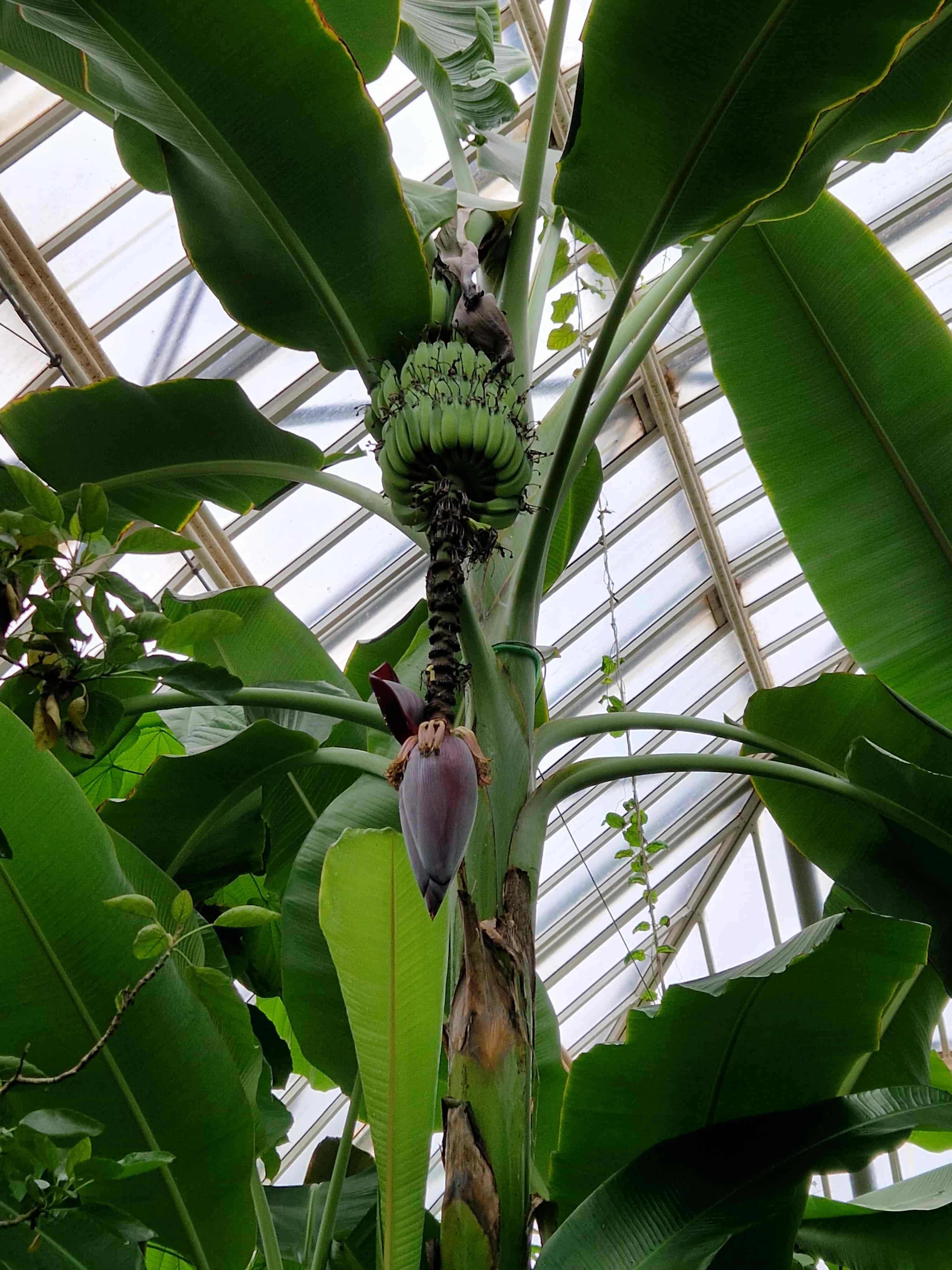 Bananenblüte im BO, Foto: Petra Schuster